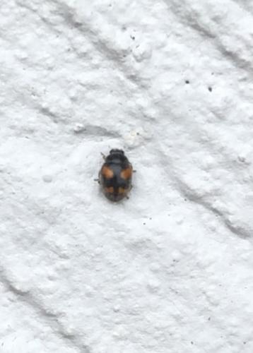 Nephus quadrimaculatus